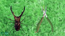 How stag beetles overcome massive mandibles to give nasty nips