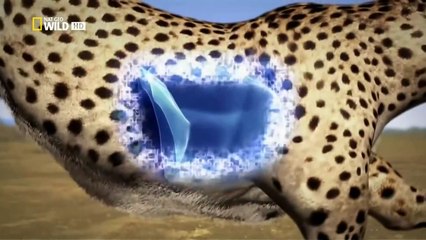 Yo Depredador - El Guepardo - HD ( Documental )  . Documentales