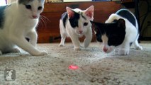 INTENSE LASER POINTER KITTEN CHASE!