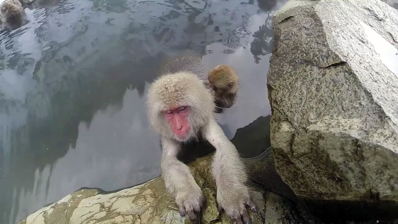おサルの温泉おもしろすぎ!! "Snow Monkey Mountain" Shot on t...