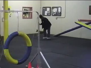 Basenji Agility Feigh