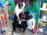 Adoção de Rottweiler vítima de maus tratos