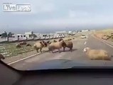 Rams Fighting Mistakenly Attacks a Passing Car -