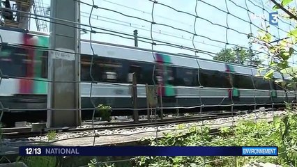 Des chèvres pour entretenir les abords des lignes de chemin de fer