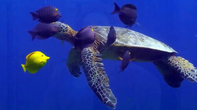 إقرأ و ربك الأكرم - روائع عدنان إبراهيم