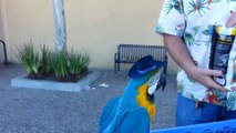 Old man flip birds in his hands ! So funny animal show!