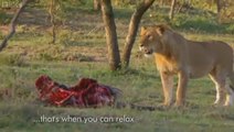 Man vs Lions. Maasai Men Stealing Lion's Food Without a Fight.