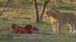 Man vs Lions. Maasai Men Stealing Lion's Food Without a Fight.