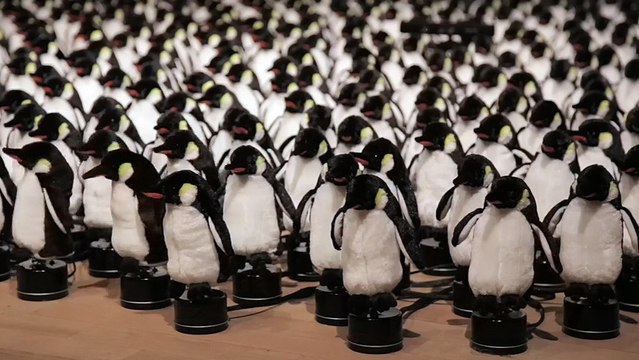 Quand des pingouins se transforment en miroir interactif