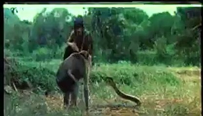 Monkey Fights Cobra in Forest( Amezing video)2015