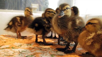 allemaal eendjes, baby ducks!