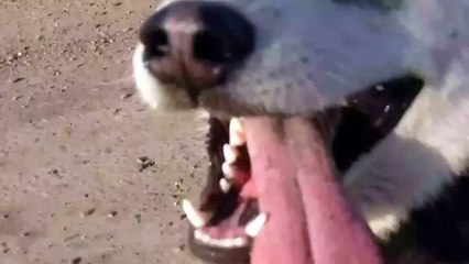 Как надо гулять с хаски