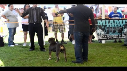 American Bully 101 - They said im the best