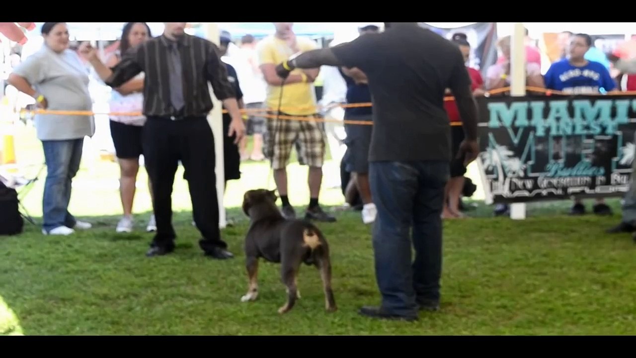 American Bully 101 - They said im the best