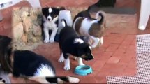 Border Collie, cachorros de Bimba y Eco (45 días)