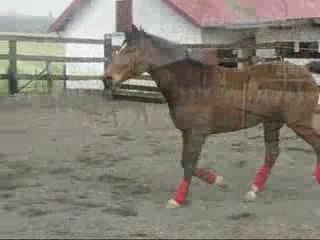 Flicka saut en liberté