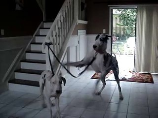 Two Impatient Great Danes!