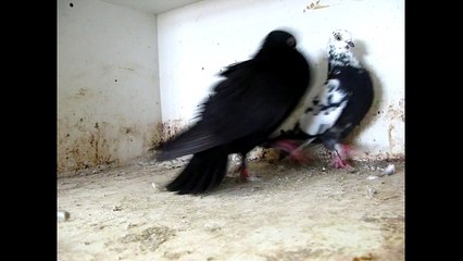 fancy pigeons portuguese tumbler