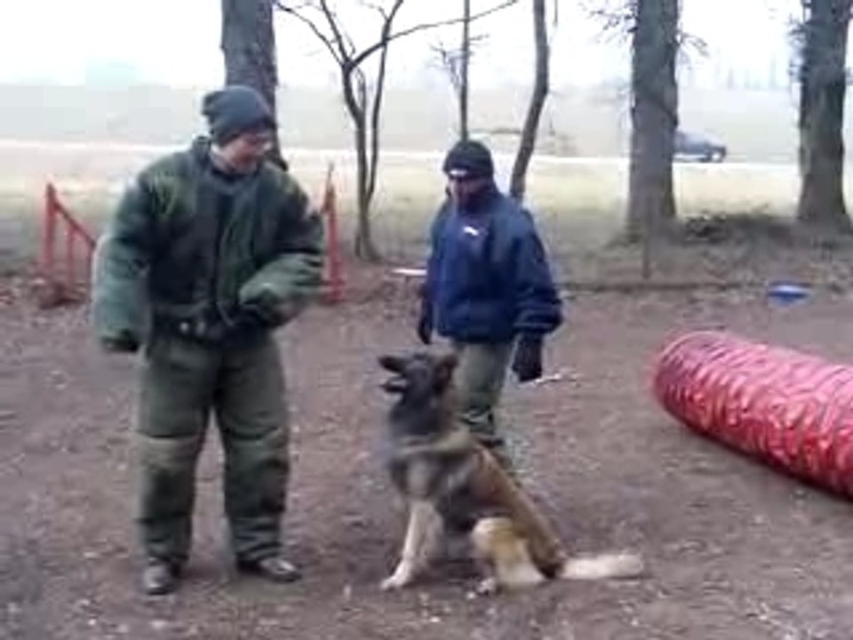 dog attack