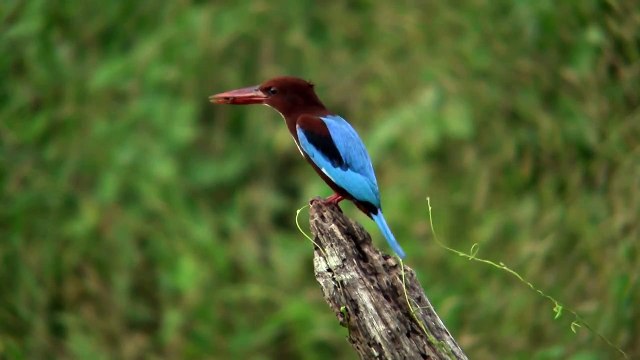 アオショウビン　White-Throated Kingfisher
