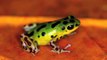 Poison dart frogs show their true colors