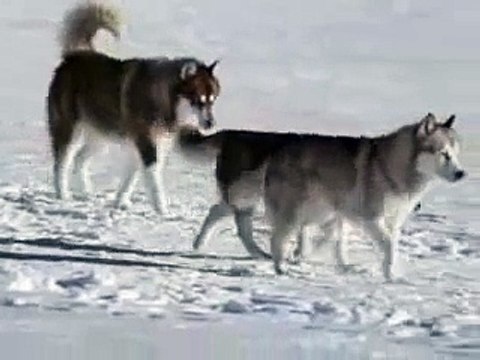 Любите друг друга Gregorian - Moment Of Peace