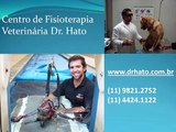 FISIOTERAPIA VETERINÁRIA - www.fisiocarepet.com.br -www.drhato.com.br - Aquiles - Fratura de úmero