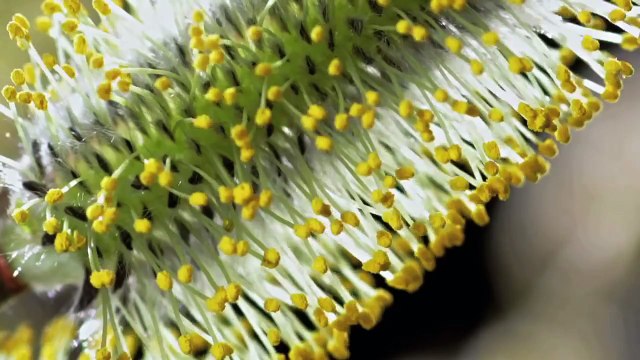 Timelapse SPRING AWAKENING blooming flowers, growing plants. David Attenborough's opinion