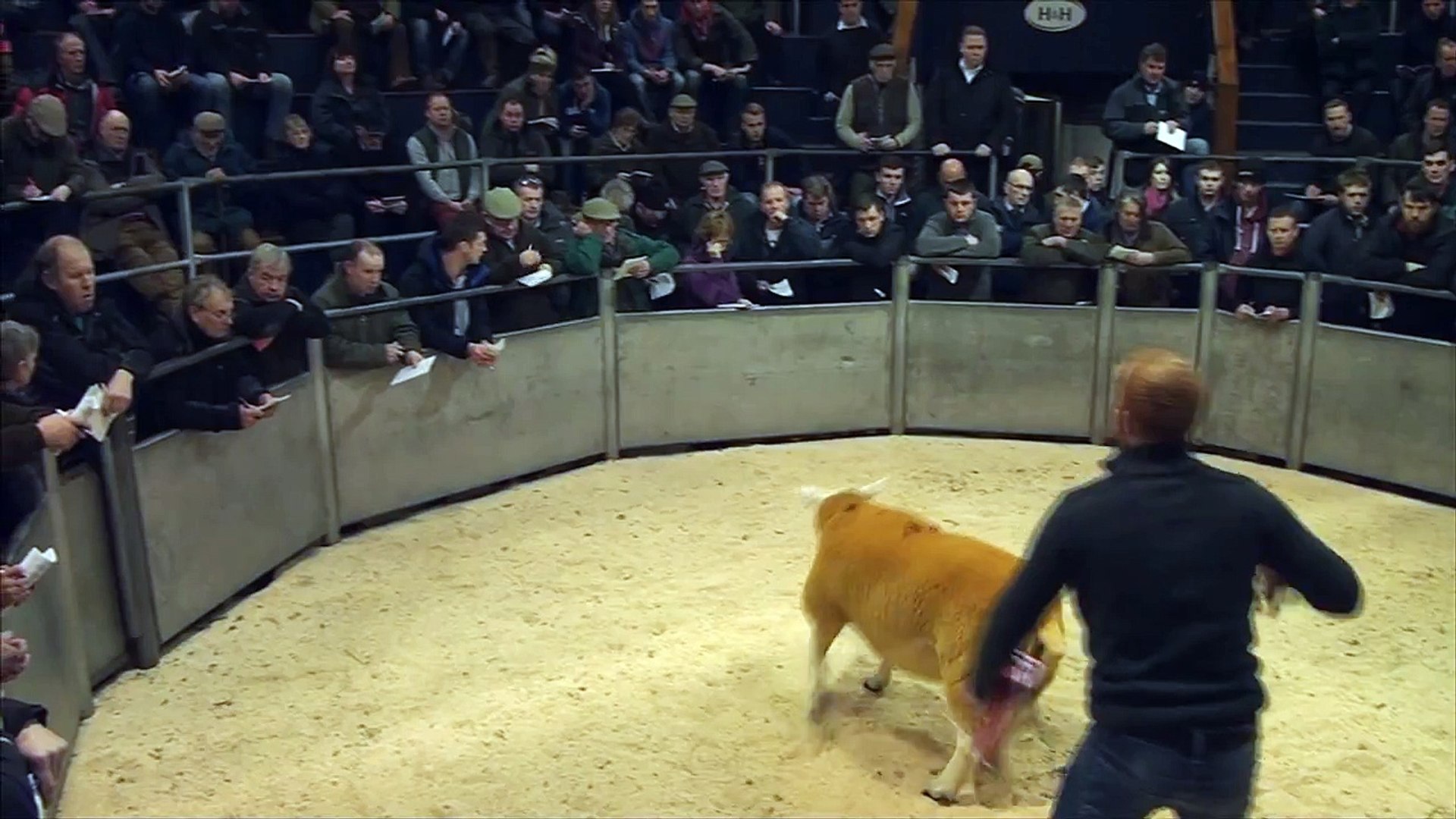 ⁣Texel Champion @Borderway Mart Carlilse 12th December 2014