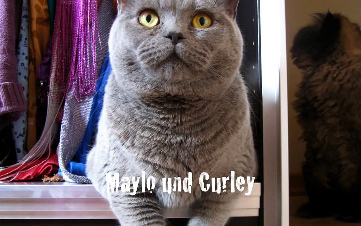 British Shorthair Maylo und Curley the Persiancat