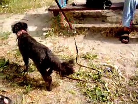 Pusia psy do adopcji Fundacja Canis