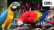 Two Macaws 