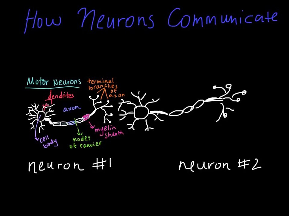 How Neurons Communicate