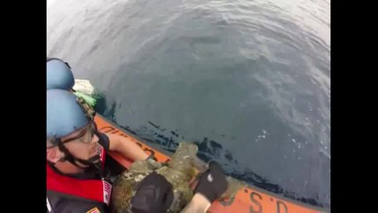 US Coast Guard rescues turtles while looking for drugs