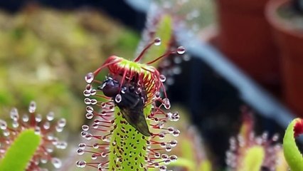 Scary Nature_ Sundew Timelapse Compilation