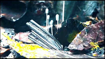 The Coolest Nature Video Ever [Edited By Roen Horn]