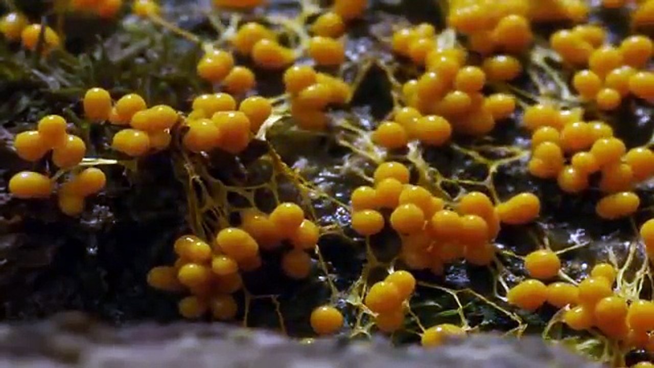 BBC Planet Earth Cordyceps Fungus 2012 (HD) Finding of the holy mushroom - Diknek lorrie's