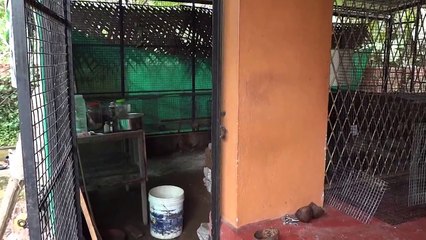 Rabbit Farm in Kerala, Taliparamba, Kannur