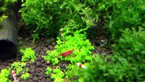 Freshwater planted shrimp tank