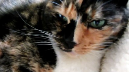 Mama Cat Purring