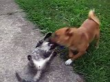 Dog fighting cat - deathmatch!