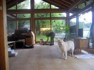 Bellende Hunde in die Ruhe bringen