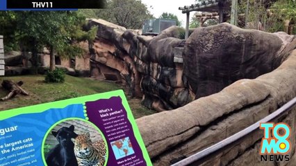 Zoo animals attack: Toddler falls into jaguar pit at Little Rock, Arkansas zoo