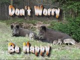 Don't worry be happy. Piglets,Veluwe