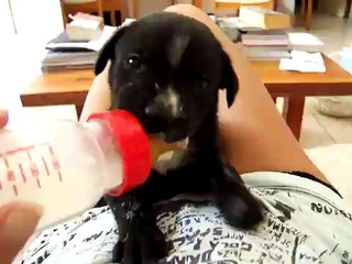 geisha puppy  bottle feeding