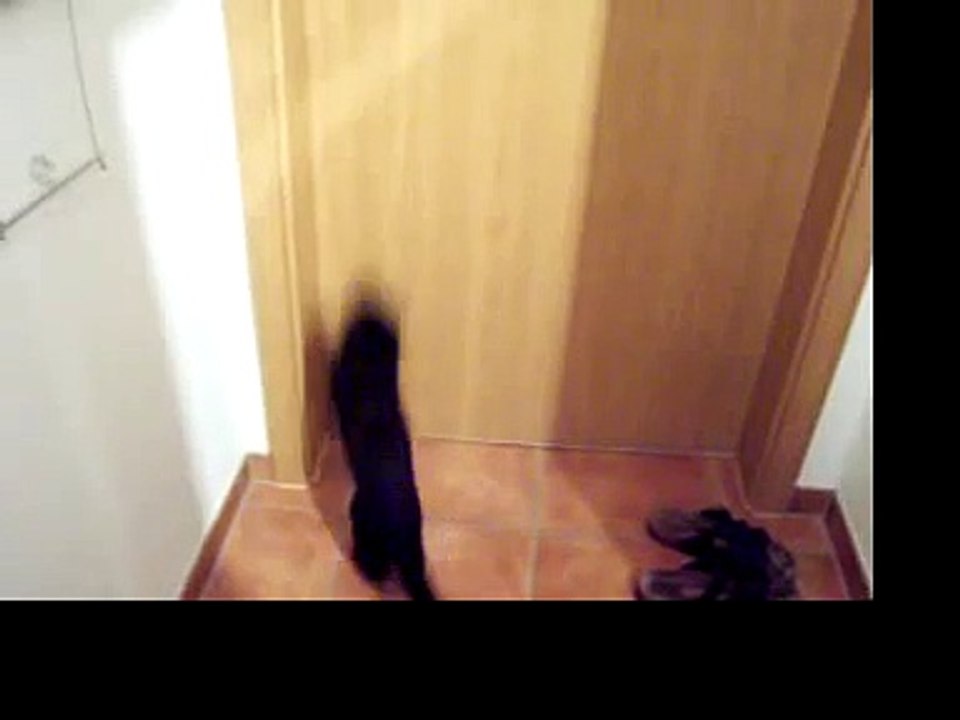 Katze öffnet Tür