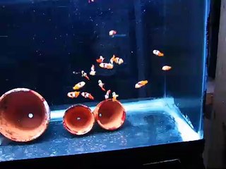 onyx percula clownfish