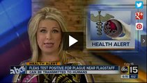 Health Alert! Fleas Test Positive for 'Plague' Near Flagstaff, Arizona!