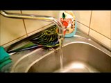 Poli taking a bath