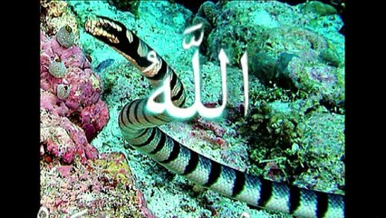 He Is The Almighty Allah معرفة الله تعالى تبدأ بالتفكر في آياته